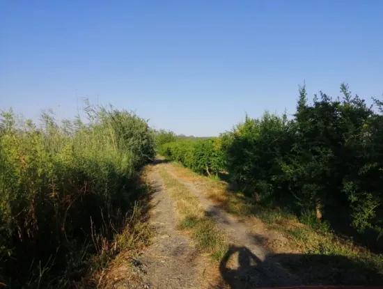 Ortaca Tepearasında Satılık Bahçe