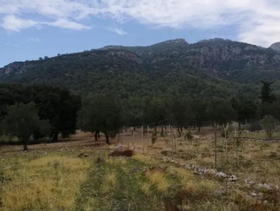 Muğla Köyceğiz Zeytinalanında Göl Manzaralı 2788 M2 Tarla Satılık