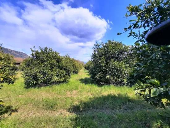 Ortaca Mergenlide  5134  M2 Ve Resmi 50 M2 İnşaata İzinli Narenciye Bahçesi Satılık