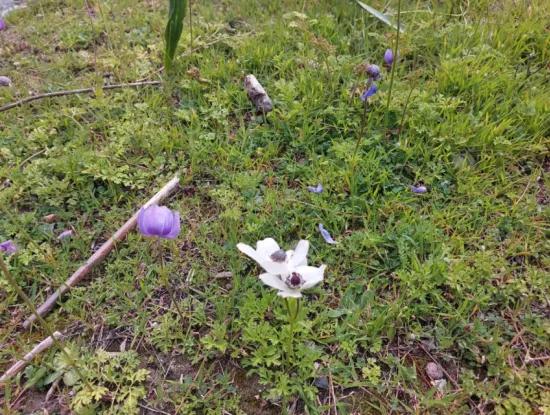 Dalaman Gürköyde 3.500 M2 Deniz Manzaralı Müstakil Arazi Satılık