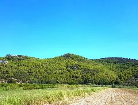 Muğla Ortaca Güzelyurt Ta Satılık Verimli Kelepir Arazi