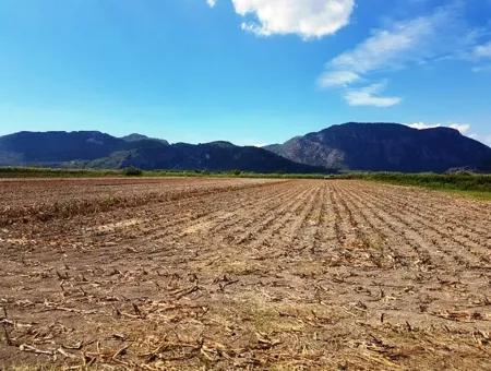 Muğla Ortaca Güzelyurt Ta Satılık Verimli Kelepir Arazi