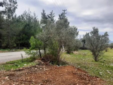 Köyceğiz Zeytinalanı Nda Göl Manzaralı 19 000 M2 Müstakil Arazi Satılık