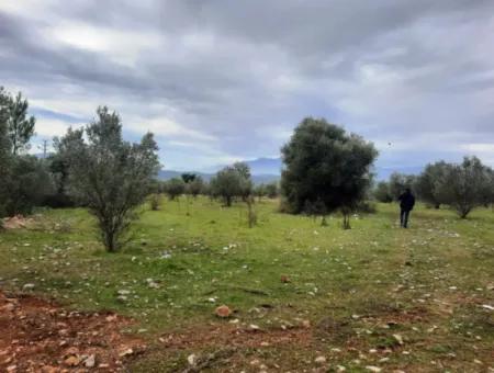 Köyceğiz Zeytinalanı Nda Göl Manzaralı 19 000 M2 Müstakil Arazi Satılık