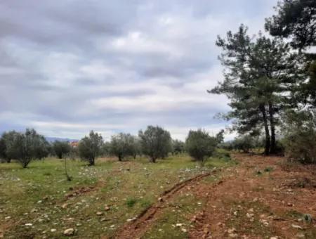 Köyceğiz Zeytinalanı Nda Göl Manzaralı 19 000 M2 Müstakil Arazi Satılık
