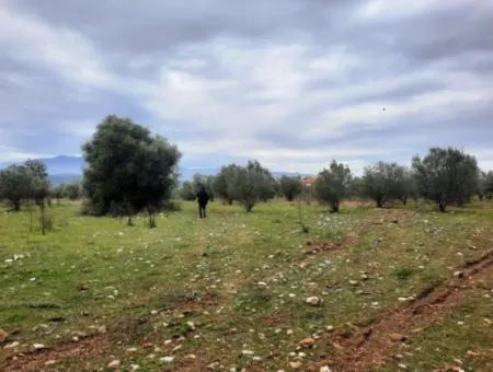 Köyceğiz Zeytinalanı Nda Göl Manzaralı 19 000 M2 Müstakil Arazi Satılık
