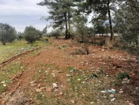 Köyceğiz Zeytinalanı Nda Göl Manzaralı 19 000 M2 Müstakil Arazi Satılık