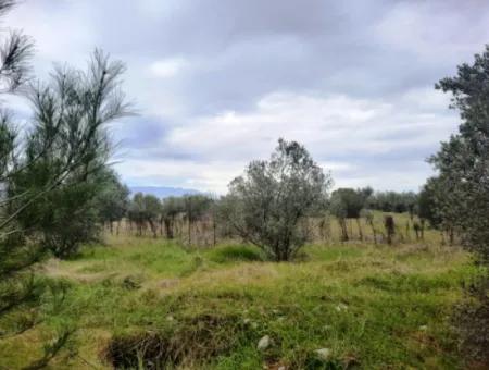 Köyceğiz Zeytinalanı Nda Göl Manzaralı 19 000 M2 Müstakil Arazi Satılık