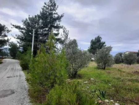 Köyceğiz Zeytinalanı Nda Göl Manzaralı 19 000 M2 Müstakil Arazi Satılık