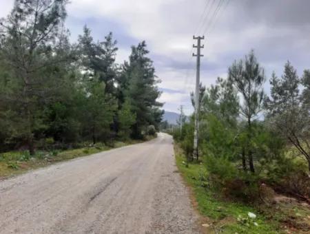 Köyceğiz Zeytinalanı Nda Göl Manzaralı 19 000 M2 Müstakil Arazi Satılık