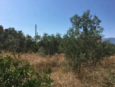 Köyceğiz Zeytinalanında Satılık Arazi