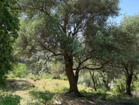Muğla Köyceğiz Çandır Da 3.937  M2  Satılık Tarla