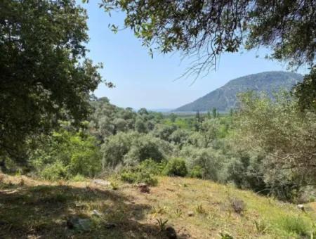 Muğla Köyceğiz Çandır Da 3.937  M2  Satılık Tarla