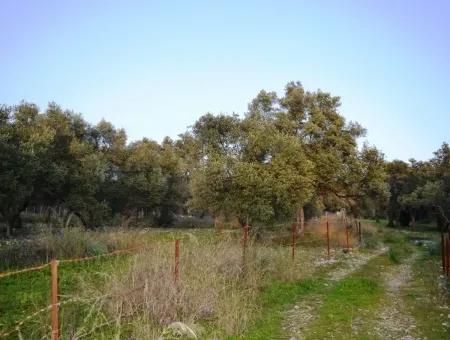 Köyceğiz Zeytinalanında Göl Manzaralı 2370 M2 Müstakil Arazi