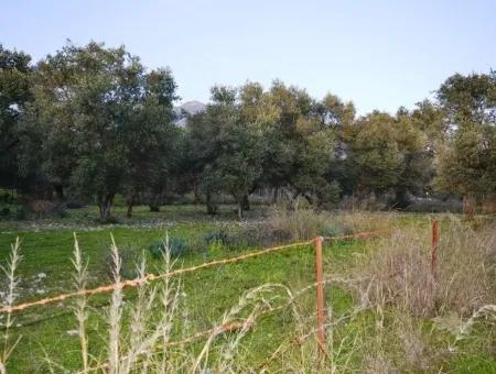 Köyceğiz Zeytinalanında Göl Manzaralı 2370 M2 Müstakil Arazi