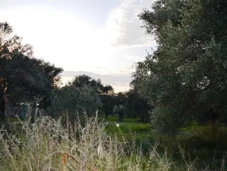 Köyceğiz Zeytinalanında Göl Manzaralı 2370 M2 Müstakil Arazi
