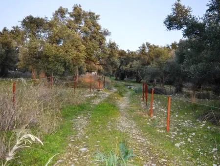 Köyceğiz Zeytinalanında Göl Manzaralı 2370 M2 Müstakil Arazi