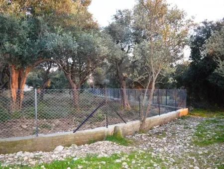 Köyceğiz Zeytinalanında Göl Manzaralı 2370 M2 Müstakil Arazi
