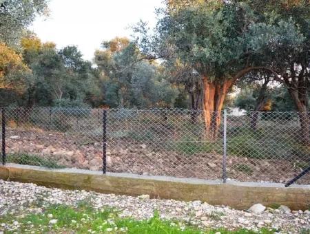 Köyceğiz Zeytinalanında Göl Manzaralı 2370 M2 Müstakil Arazi