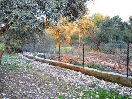 Köyceğiz Zeytinalanında Göl Manzaralı 2370 M2 Müstakil Arazi