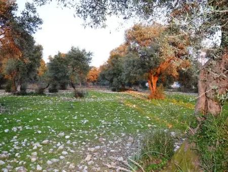Köyceğiz Zeytinalanında Göl Manzaralı 2370 M2 Müstakil Arazi