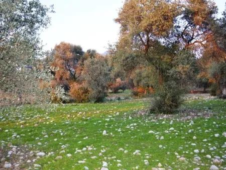 Köyceğiz Zeytinalanında Göl Manzaralı 2370 M2 Müstakil Arazi
