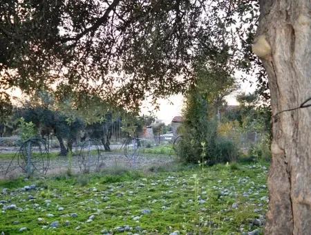 Köyceğiz Zeytinalanında Göl Manzaralı 2370 M2 Müstakil Arazi