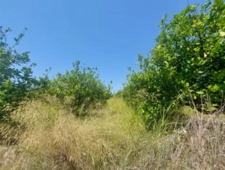 Muğla Dalyan’da 5.200 M² Kiralık Limon Ve Portakal Bahçesi