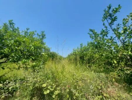 Muğla Dalyan’da 5.200 M² Kiralık Limon Ve Portakal Bahçesi