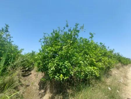 Muğla Dalyan’da 5.200 M² Kiralık Limon Ve Portakal Bahçesi