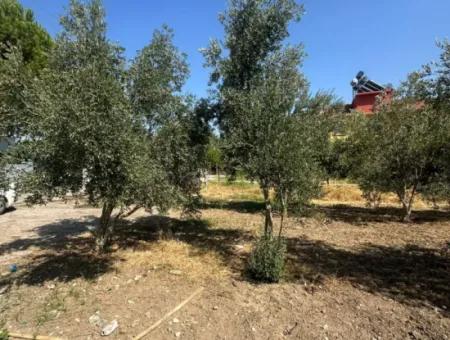 Ortaca Ekşiliyurt Da 538 M2 Arsa Satılık