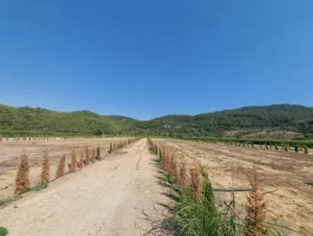 Ortaca Güzelyurt’ta Satılık Kooperatif Hisseleri – 270 M²