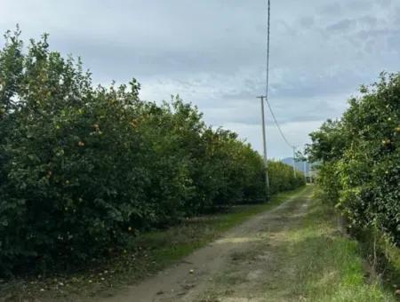 Muğla Ortaca Akıncı Da 18 Dönüm Tarla Satılık