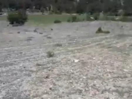 Çameli Ayvacık Ta 1770 M2 Tarla Satılık