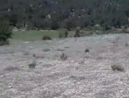 Çameli Ayvacık Ta 2030 M2 Tarla Satılık