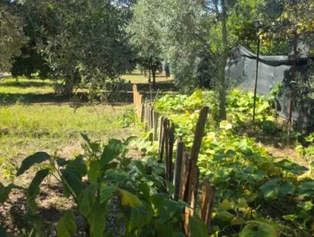 Ortaca Akıncı Sarıgerme Yoluna Sıfır 902 M2 Arsada 2+1, 70 M2 Köy Evi Satılık