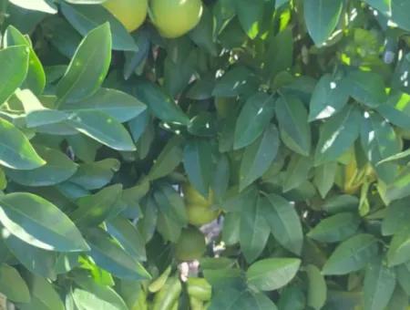 Ortaca Akıncı Sarıgerme Yoluna Sıfır 902 M2 Arsada 2+1, 70 M2 Köy Evi Satılık