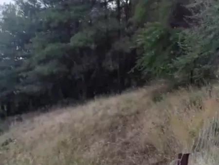 Muğla Ula  Kızılyaka 790M2 Hazine Arazisi Zilliyet Hakkı Devir Edilecek Veya  Araç Takas Olur