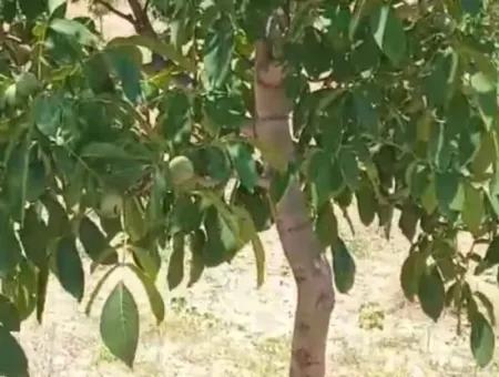 Denizli Tavas Ulukentte 37.000 M2 Ceviz Bahçesi Satılık