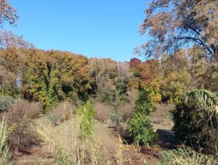 Muğla Dalyan Da Yatırıma Uygun Kelepir  Orman A Sıfır 4 000 M2 Arazi Satılık